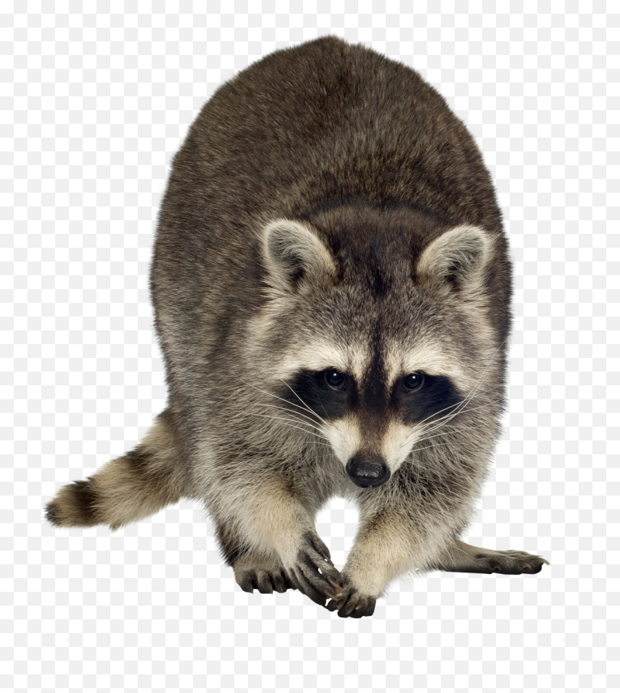 Transparent Transparent Background Raccoon Clipart - Raccoon Png Emoji,Raccoon Emoji