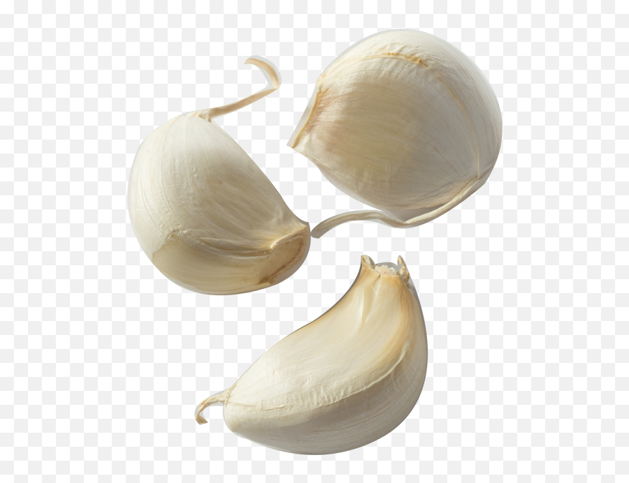 Garlic Garlic Clove Transparent U0026 Png Clipart Free Download - Garlic Clove Transparent Background Emoji,Garlic Emoji