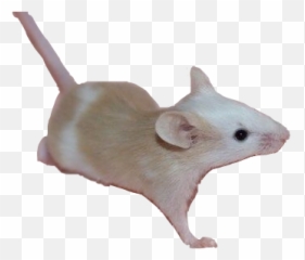 Mouse Niche Nichepng Rodent Rat Sticker Png Freetoedit - Rat Emoji,Rat Emoji