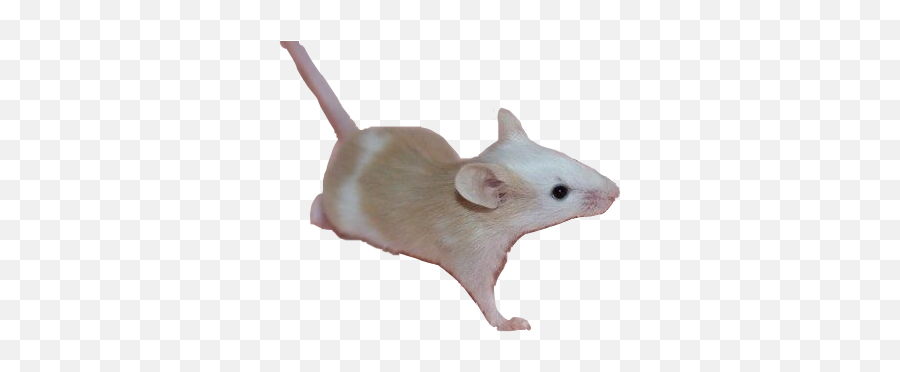 Mouse Niche Nichepng Rodent Rat Sticker Png Freetoedit - Rat Emoji,Rat Emoji
