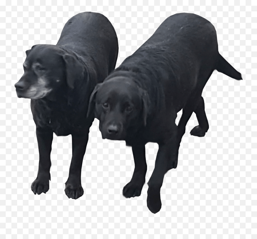 Labrador Retriever Png - Transparent Black Lab Dog Png Emoji,Barking Dog Emoji
