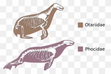 Otariidae Phocidae Comparative Anatomy - Seal Emoji