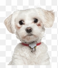 Poodle Clip Maltese Picture - White Mix Puppies Emoji
