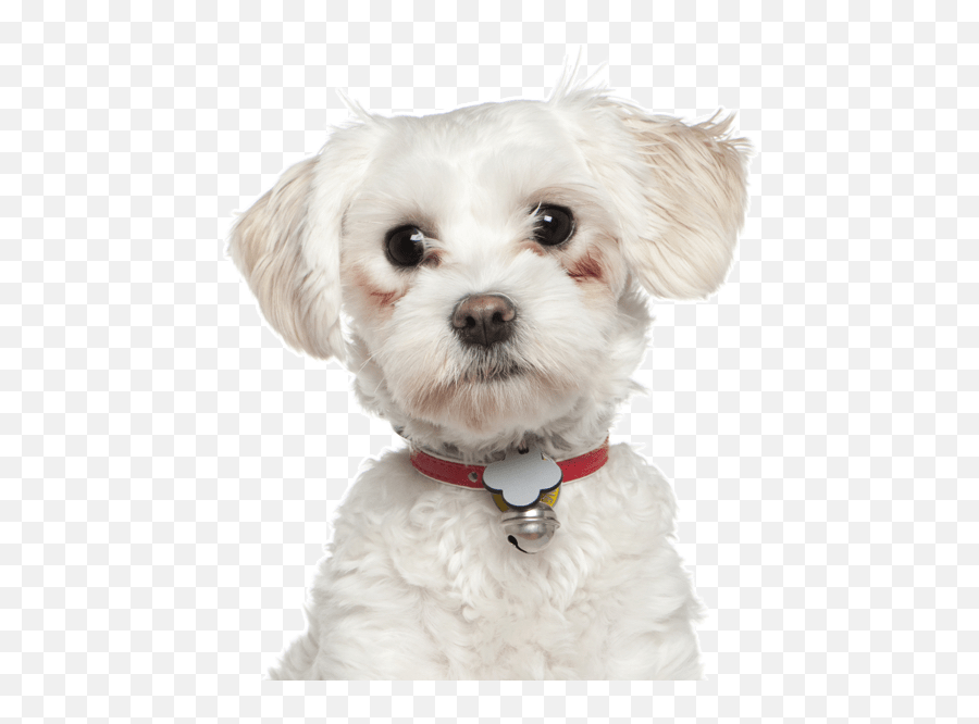Poodle Clip Maltese Picture - White Maltese Mix Puppies Emoji,Maltese Emoji