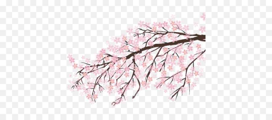 Japanese Cherry Blossom Transparent U0026 Png Clipart Free - Japanese Cherry Blossom Png Emoji,Sakura Blossom Emoji