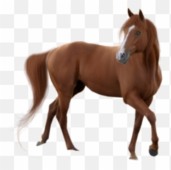 Google Png And Vectors For Free - Horse Transparent Background Emoji,Emoji Horse And Plane