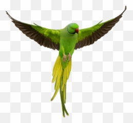 Parrot Bird Birds Terrieasterly - Green Png Emoji