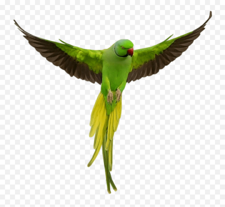 Parrot Bird Birds Terrieasterly - Green Parrot Png Emoji,Parakeet Emoji