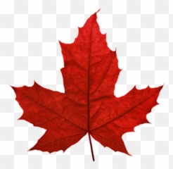 Red Maple Maple Leaf Sugar Maple Japanese Maple - Red Maple Sugar Red Maple Leaf Emoji,Maple Leaf Emoji