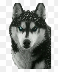 Husky Puppy Png - Amazing Husky Emoji,Husky Emoji