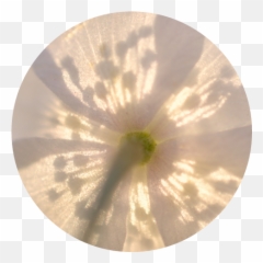 Yellow Flower Circle Tumblr Aesthetic Cute Pretty Paste - Aesthetic Tumblr Circle Emoji,Flower Emoji Copy And Paste