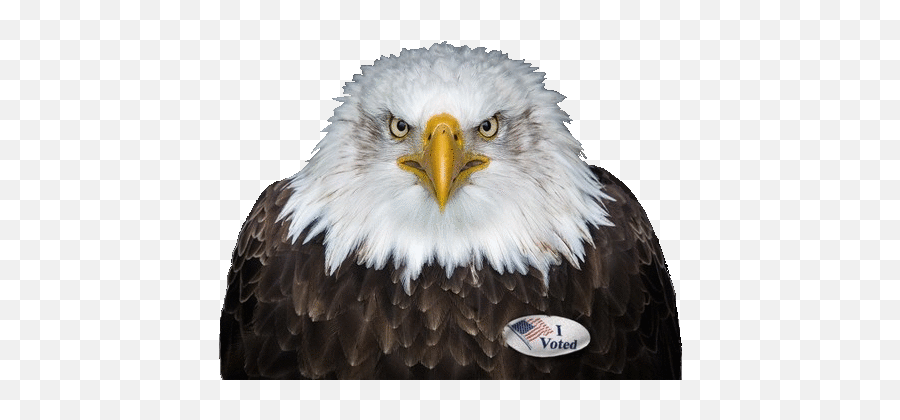 Index Of Graphicssmileys - Avatarspatriotic Birds On Darh Background Emoji,Patriotic Emoticons