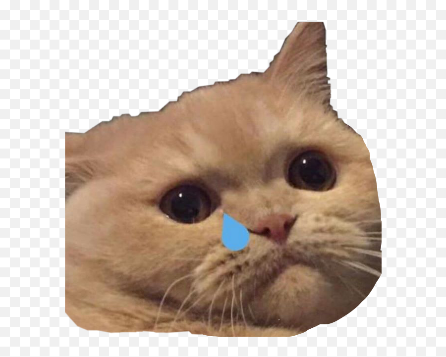 Crying Cat Meme Collage - Cat Meme Face Crying Emoji,Crying Cat Emoji