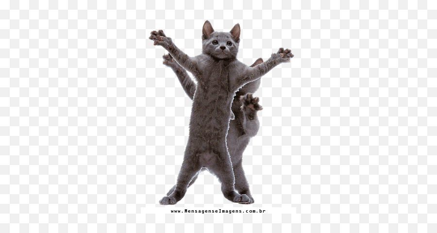 Pin - Dancing Cat Meme Gif Emoji,Dancing Cat Emoji