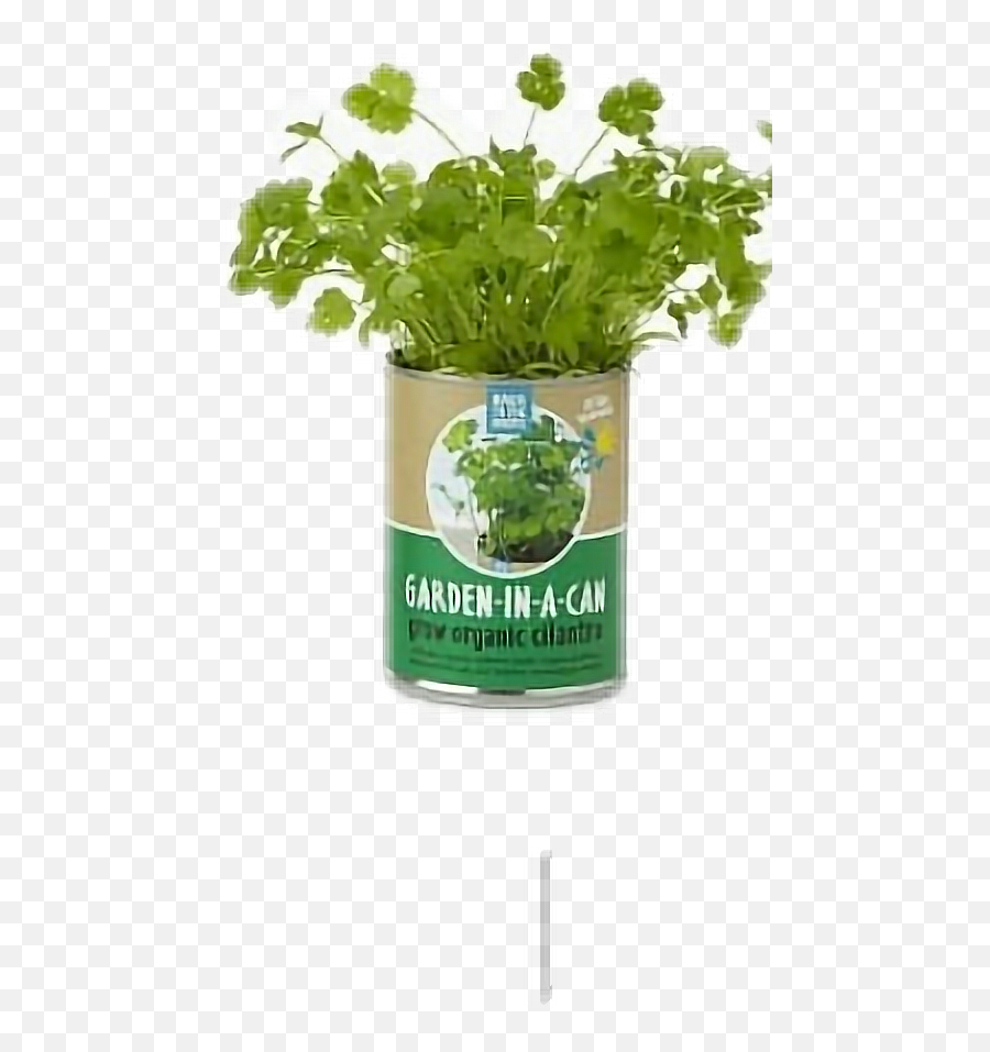 Polyvore Gardeninacan Plant Can Green - Dancing Basil Leaf Gif Emoji,Celery Emoji