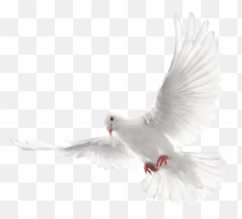 Pigeon Png Images Free Pigeon Png Pictures Download - Holy Spirit Dove Png Emoji,Flying Bird Emoji