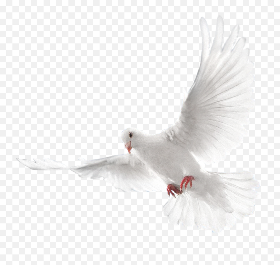 Pigeon Png Images Free Pigeon Png Pictures Download - Holy Spirit Dove Png Emoji,Flying Bird Emoji