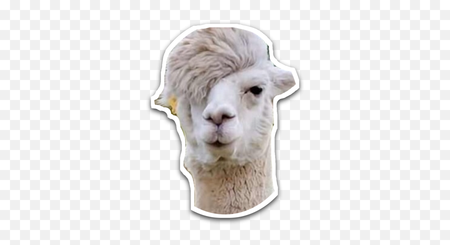 Seriously Going To Make A Petition For A - Funny Hairstyles Of Animals Emoji,Llama Emoji