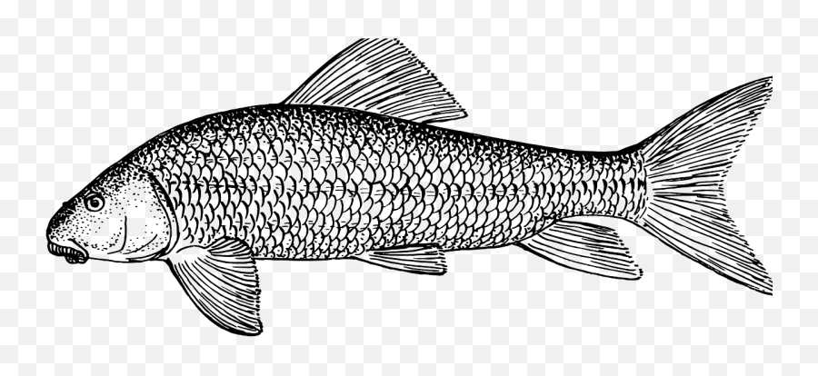 Fish Animal Biology Ichthyology Zoology - Peixe Png Emoji,Fish Hook Emoji