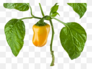 28 Pepper Clipart Vector Free Clip Art Stock Illustrations - Pepper Plant Png Emoji,Pepper Emoji