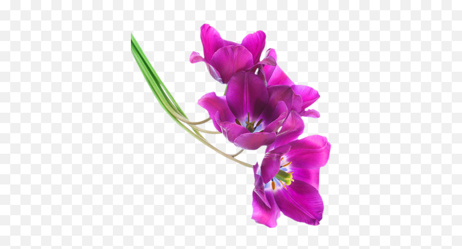 Wfcp50 Hd Free Wilting Flower Clipart Png Pack 5323 - Tulip Flower Purple Png Emoji,Wilted Flower Emoji