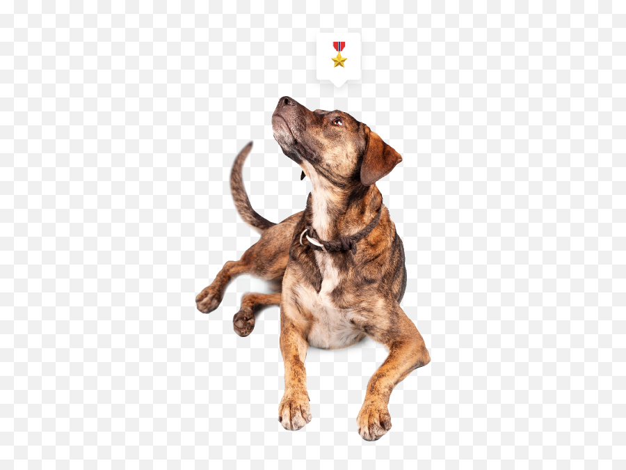 Technology U0026 Capabilities - Brindle Plott Hound German Shepherd Mix Emoji,Freezing Cold Emoji