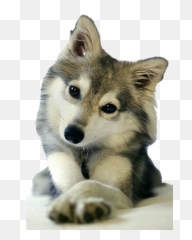Wolf Dog Husky Puppy Perro Lobo Sticker - Papillon And Husky Mix Emoji,Husky Emoji