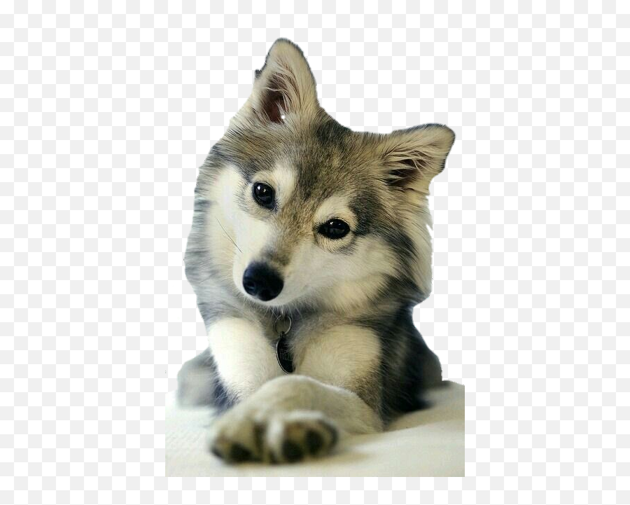 Wolf Dog Husky Puppy Perro Lobo Sticker - Papillon And Husky Mix Emoji,Husky Emoji