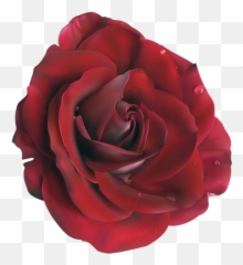 Rose Vector Clipart - Emoji