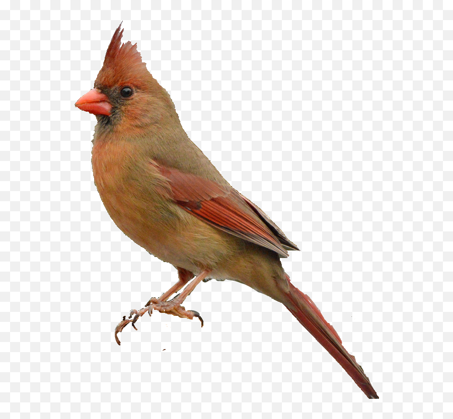 To - Northern Cardinal Emoji,Cardinals Emoji