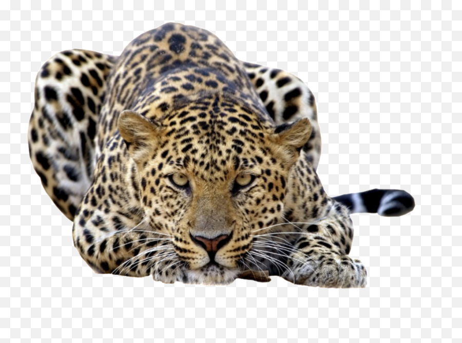 Leopard Sticker - Amur Leopard Transparent Background Emoji,Leopard Emoji