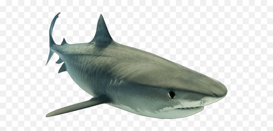 The Most Edited - Shark Jpg White Background Emoji,How To Make A Shark Emoji