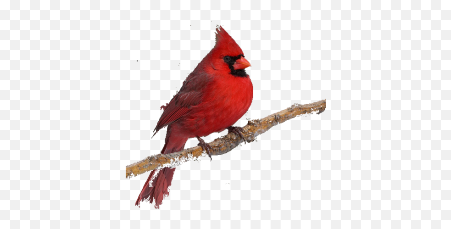 Free Png Images - Cardinal With Transparent Background Emoji,Cardinal Emoji