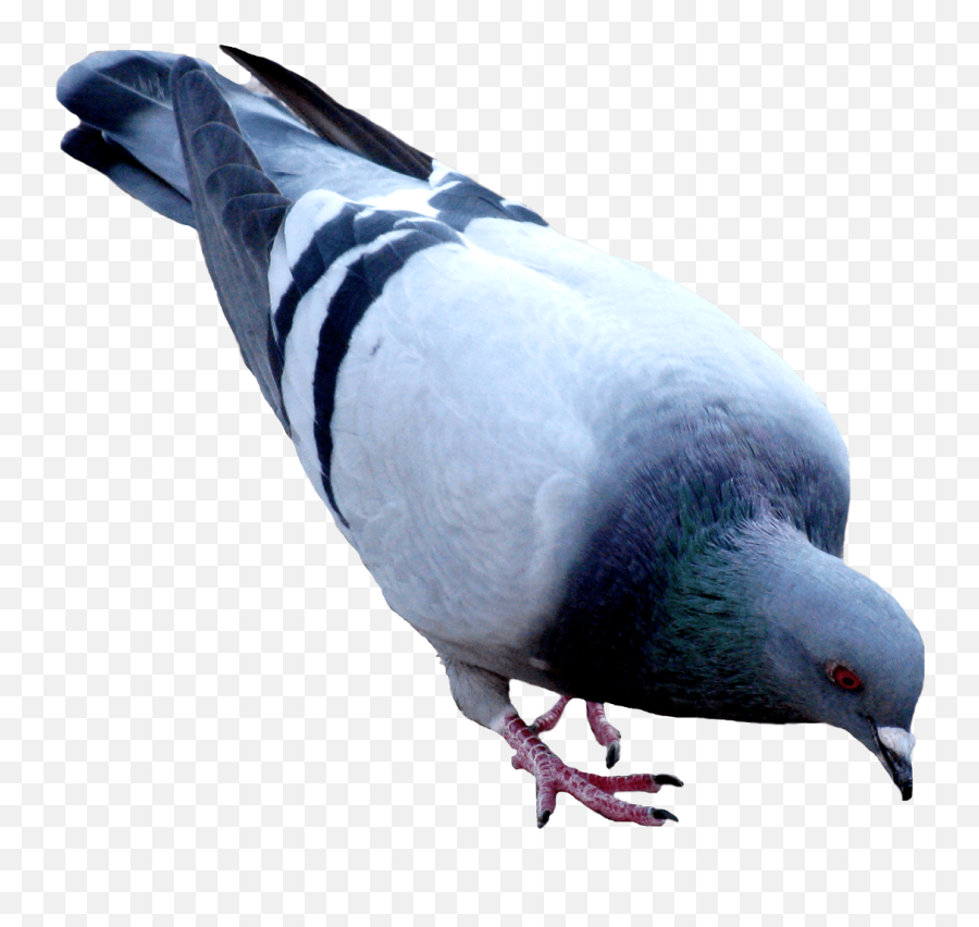 Pigeon Dove Png - Pigeon Png Emoji,Dove Emoji Png