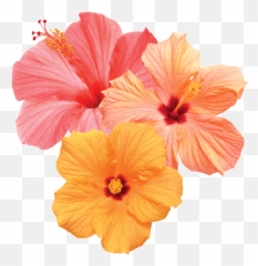 Happy Good Vibes Sticker By Radox In 2020 Aesthetic Gif - Bilibili Emoji,Hibiscus Emoji