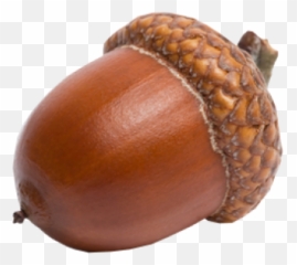 Free Vectors Graphics Psd Files - Acorn Transparent Background Emoji,Acorn Emoji