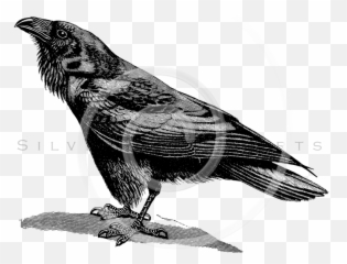 Crow Clipart Vintage Crow Vintage - Raven Bird Black And White Emoji,Crow Emoji
