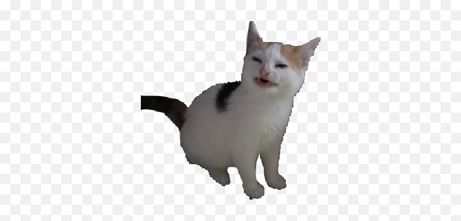 Cat Meme Discord Emoji - free transparent emoji - emojipng.com