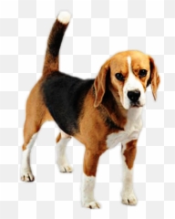 Beagle Dog Pup Puppy Canine Emoji,Beagle Emoji