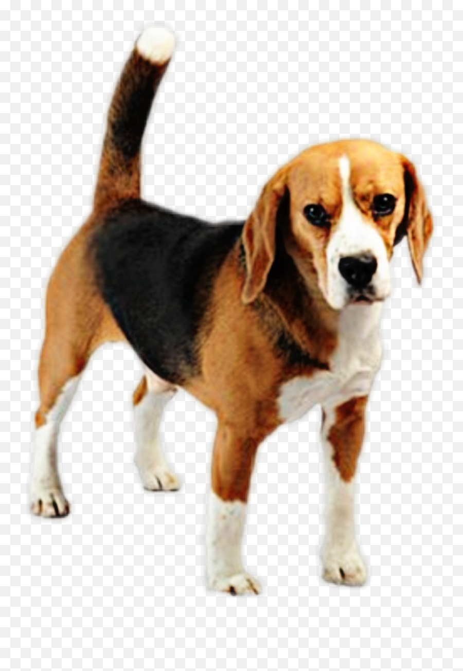 Beagle Dog Pup Puppy Canine Emoji,Beagle Emoji