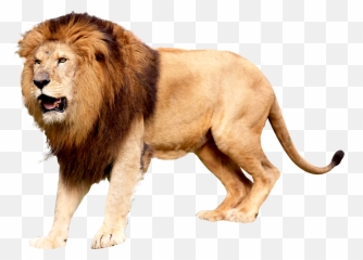 Roaring Lion Png Image - Transparent Background Lion Png Transparent Emoji,Lion Emoticons