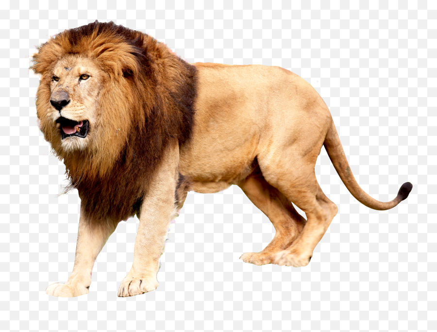 Roaring Lion Png Image - Transparent Background Lion Png Transparent Emoji,Lion Emoticons