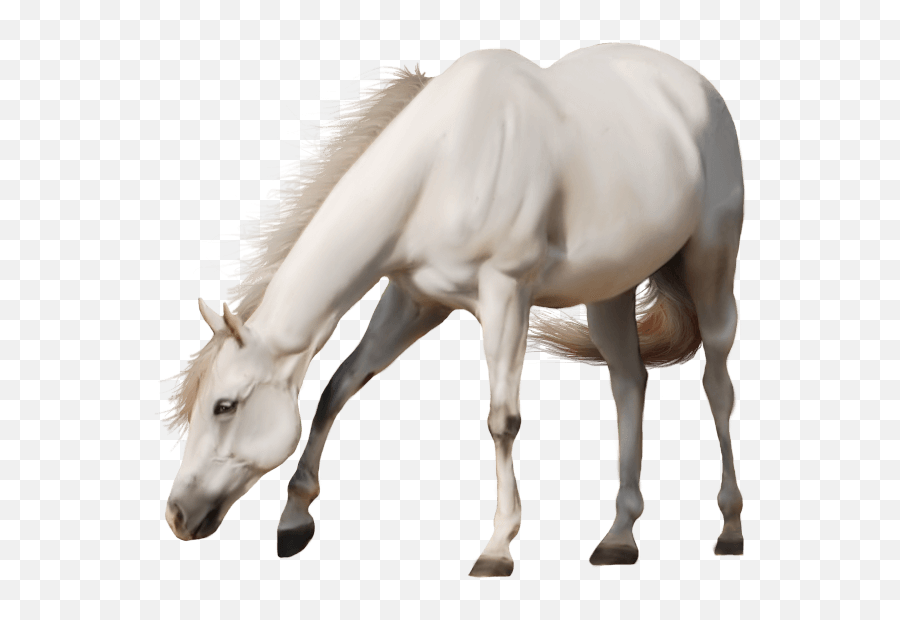 Download White Horse Png Image Hq Png - White Horse Transparent Background Emoji,Horse And Muscle Emoji