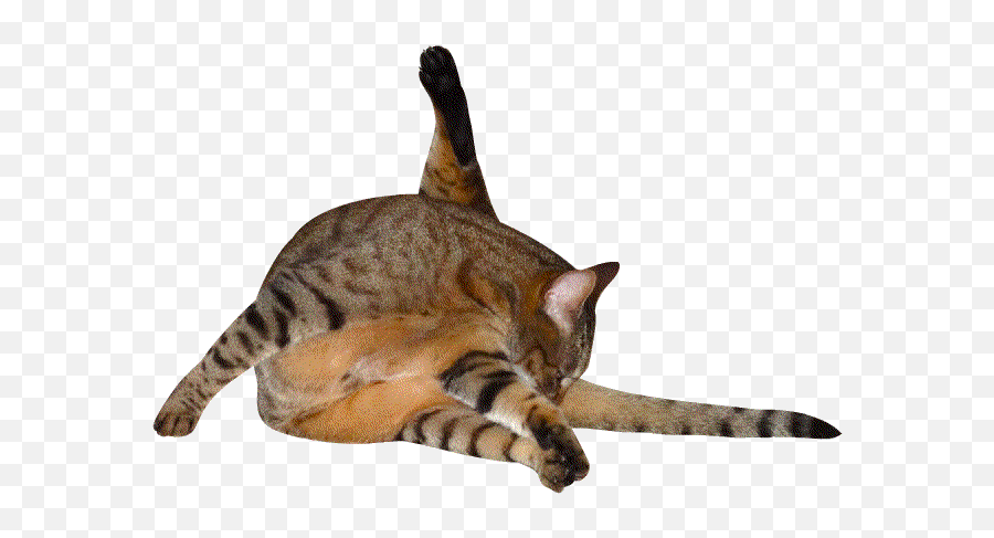 Cats Nina Paley S Blog Dancing Cat - Cat Licking Leg Gif Emoji,Dancing Cat Emoji