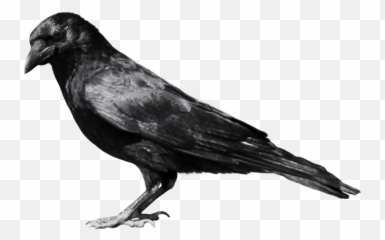 Crow - Crow Png Emoji,Crow Emoji