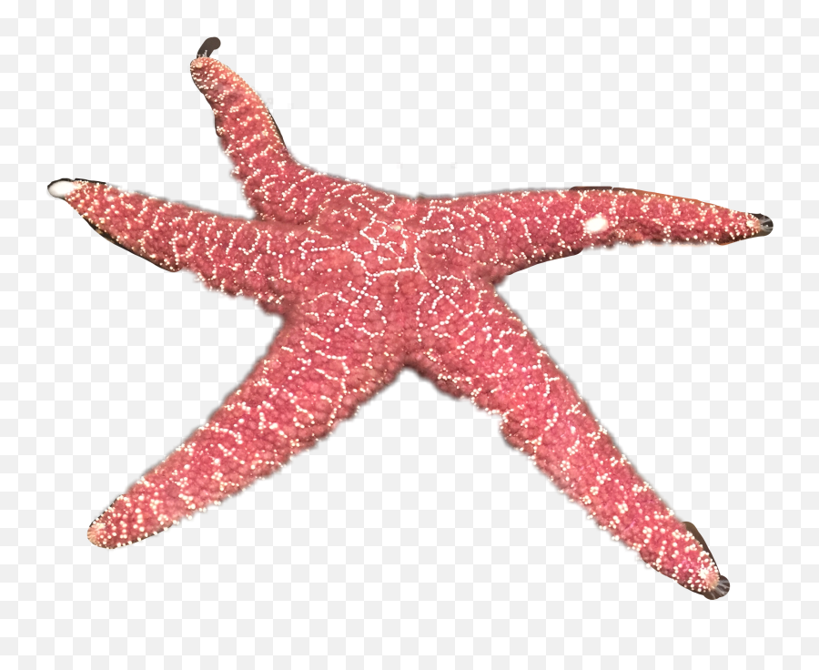 Starfish Sea Freetoedit Sticker - Starfish Emoji,Starfish Emoji