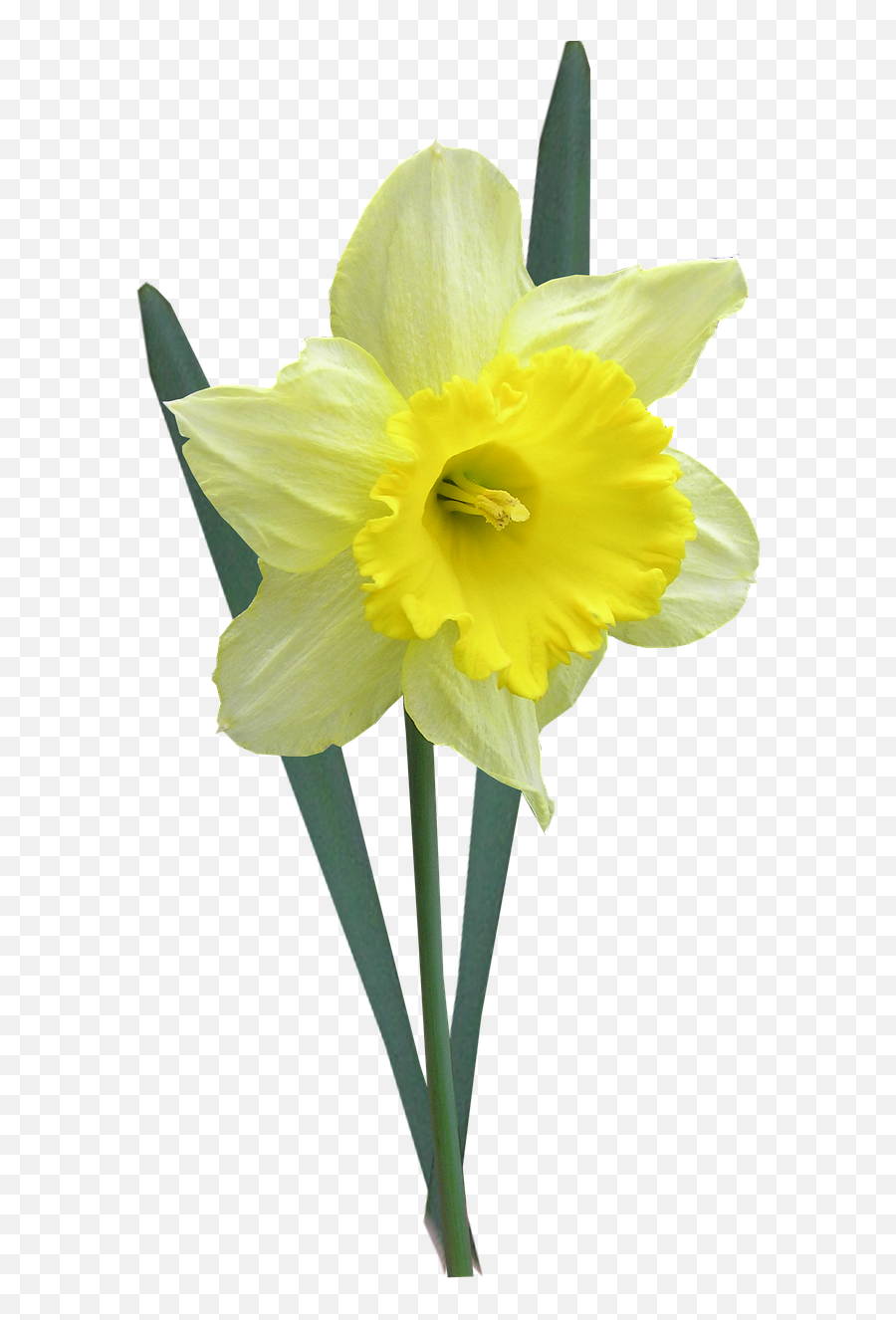 Daffodil - Daffodil Flowers Leaves Emoji,Daffodil Emoji