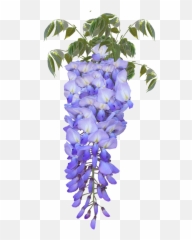 Wisteria Flower Purple Free Pictures - Png Emoji