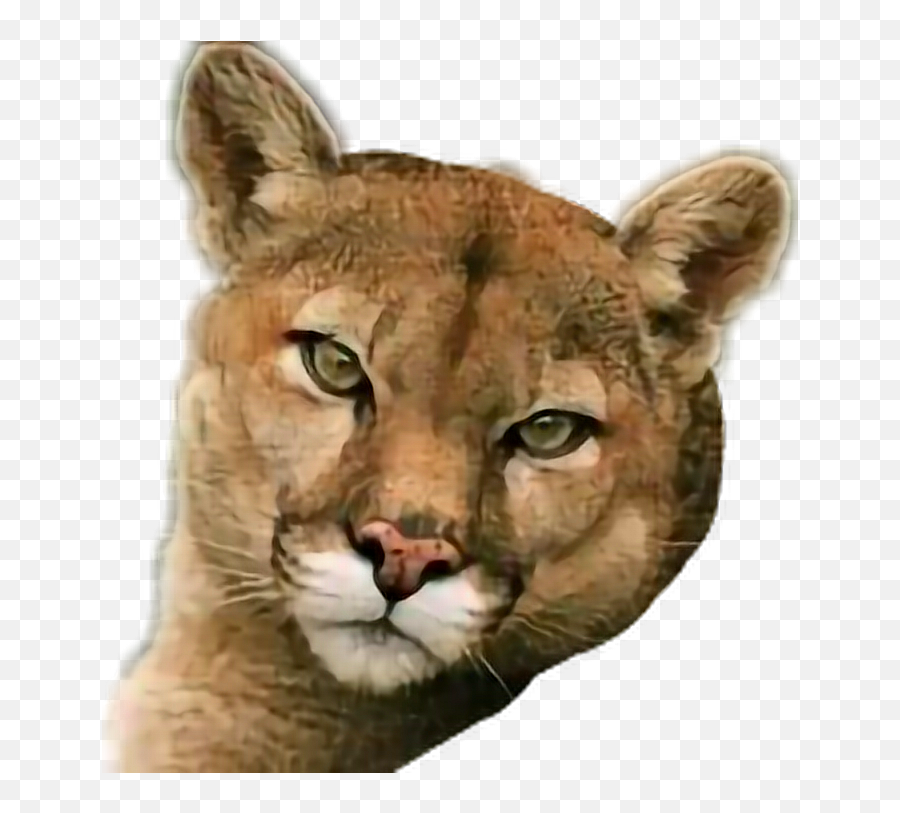 Cougar Mountainlion - Cougar Emoji,Cougar Emoji