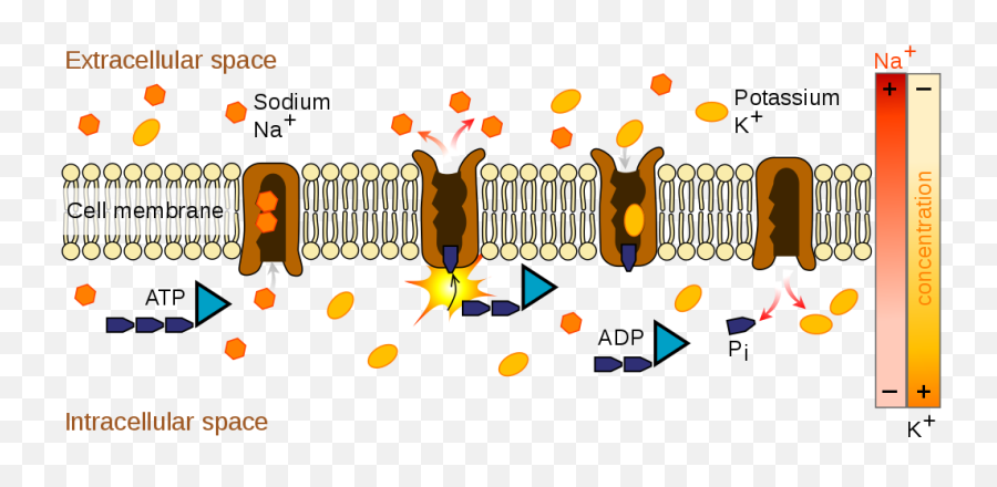 Scheme Sodium - Transport Protein Cell Membrane Emoji,Evolution Of Emojis